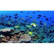 Aquabella Aquarium Inovations